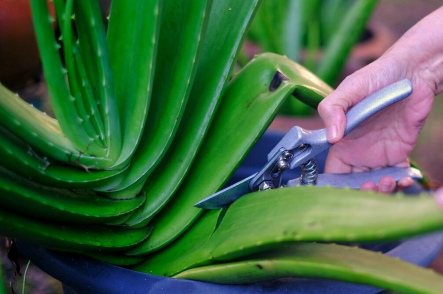 aloe vera stamm abschneiden