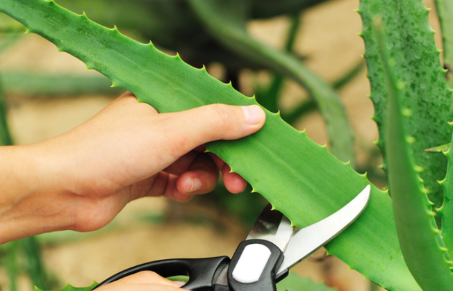 aloe vera stamm kurzen