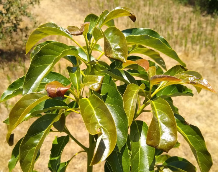 avocado blatter rollen sich ein