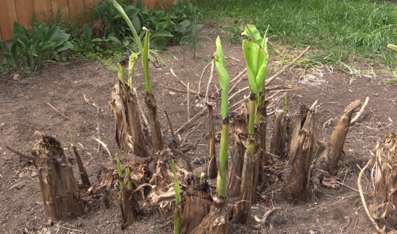 bananenpflanze nach winter matschig