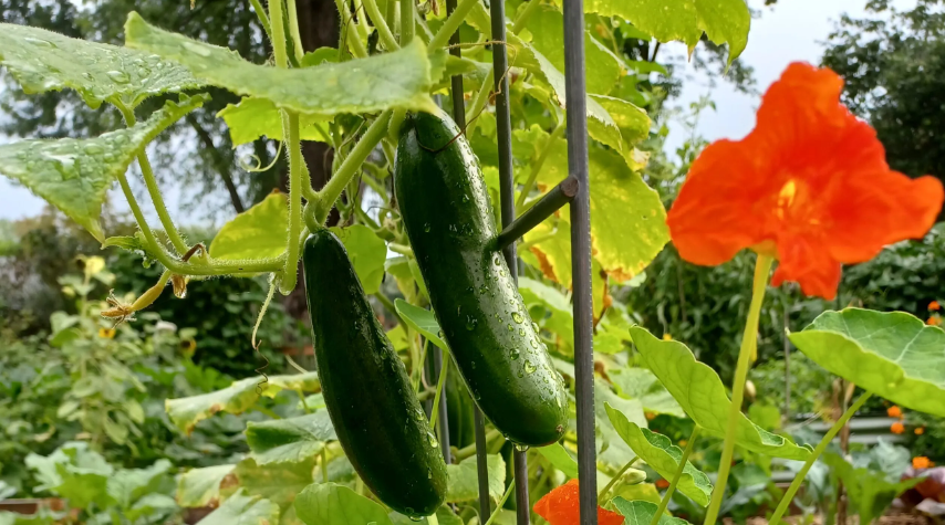 brauchen gurken regenschutz