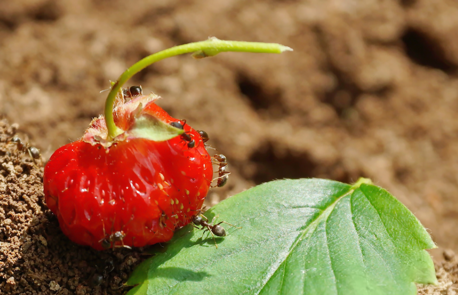 erdbeeren abgefressen