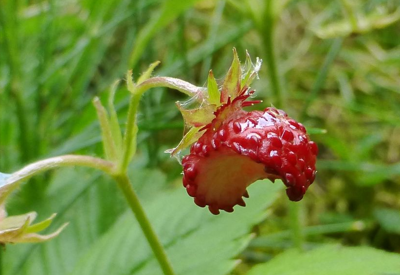 erdbeeren angefressen