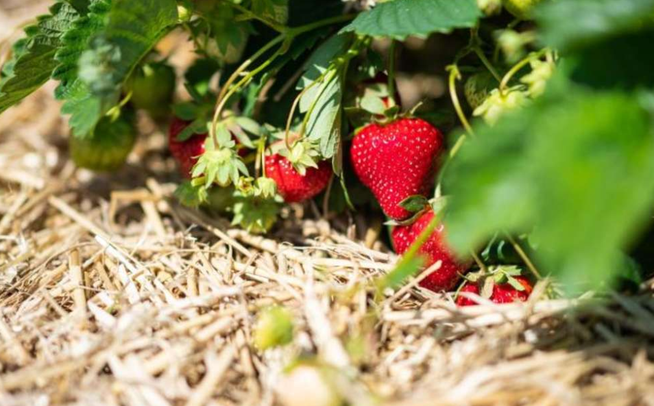 erdbeeren werden angefressen