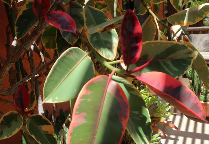 gummibaum rotes blatt