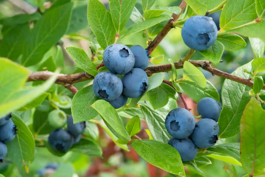 heidelbeeren dungen hausmittel