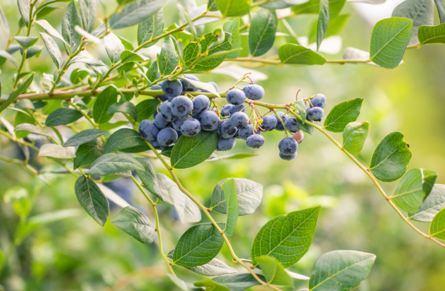 heidelbeeren essig giesen