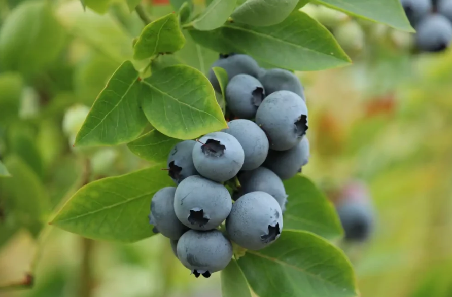 heidelbeeren mit essig dungen