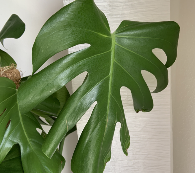 monstera blätter hängen