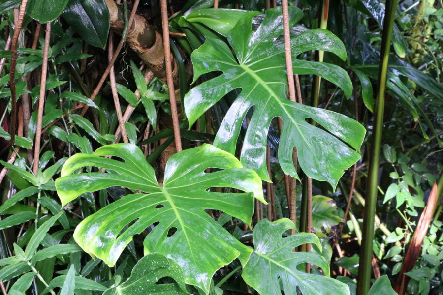 monstera drausen halten