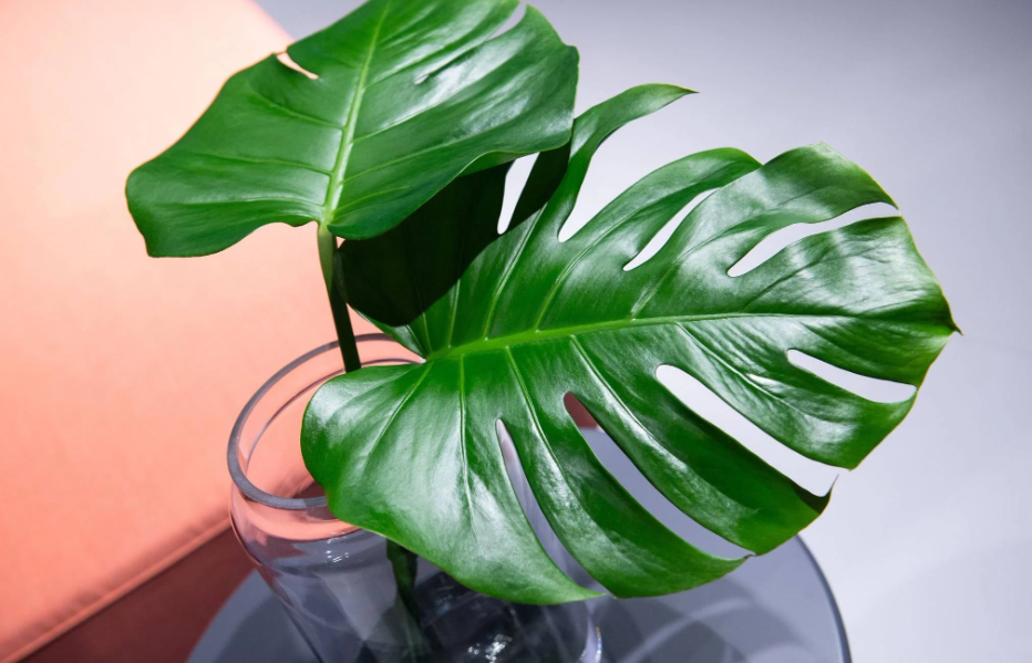 monstera ins freie