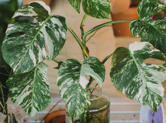 monstera nach drausen