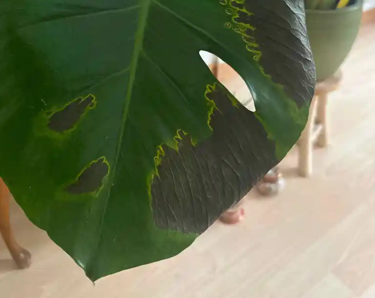 monstera neues blatt schwarz