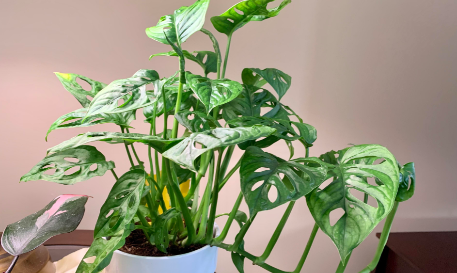 monstera schief gewachsen