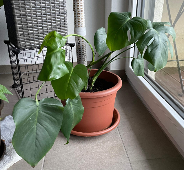 monstera schlaffe blätter