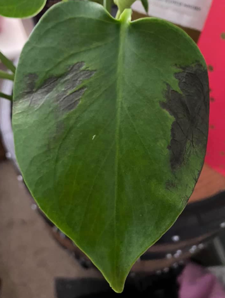 monstera schwarze flecken 1