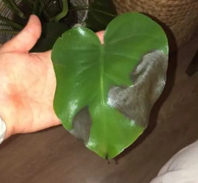 monstera schwarze flecken