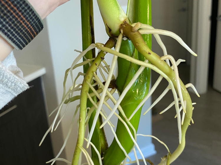 monstera steckling ohne luftwurzel