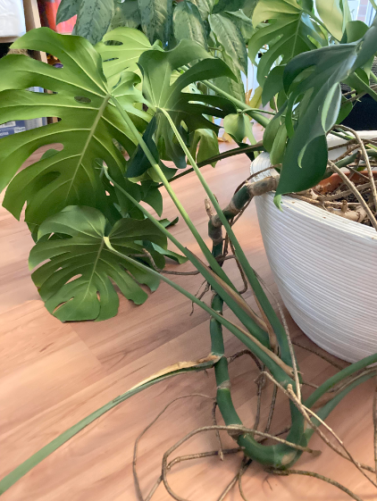 monstera wachst in alle richtungen