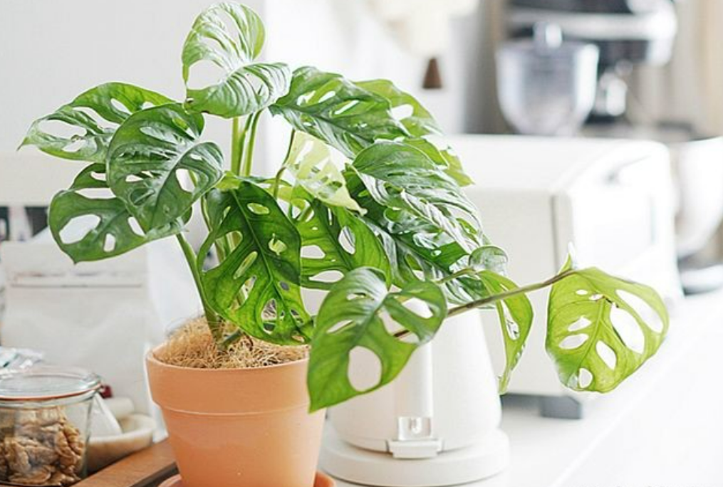 monstera wachst in die breite