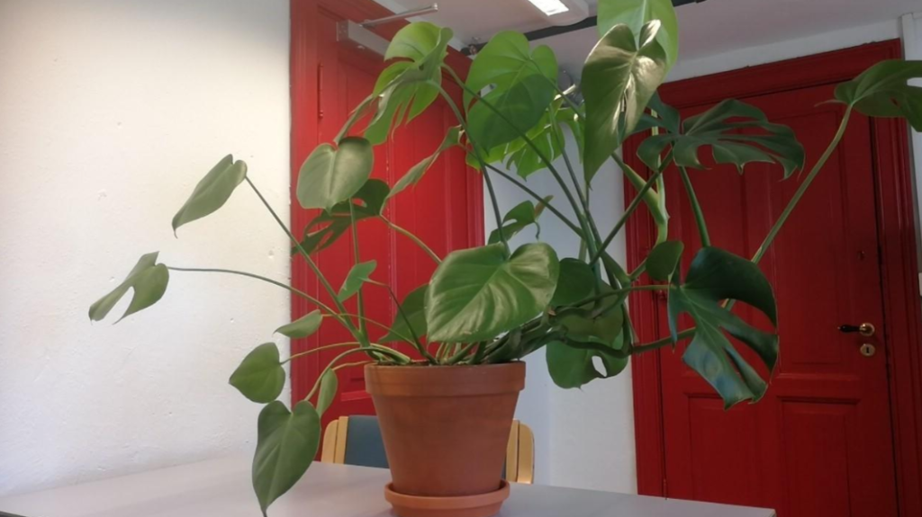 monstera wachst schief