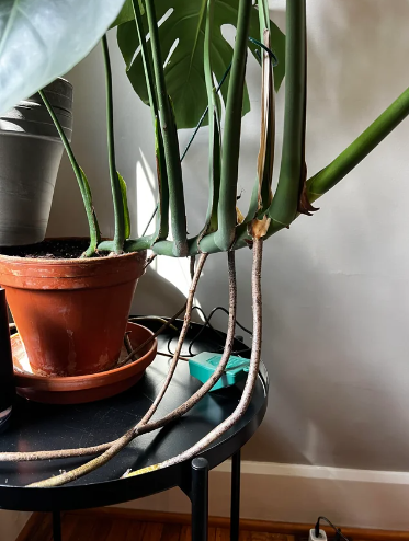 monstera wachst zur seite