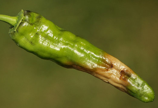 paprika sonnenbrand fix