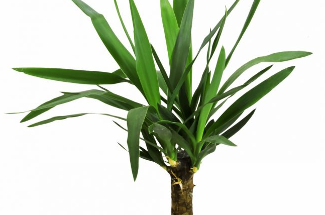 yucca palme knickt ab