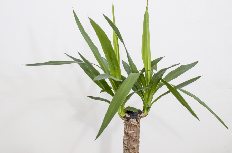 yucca palme knickt um