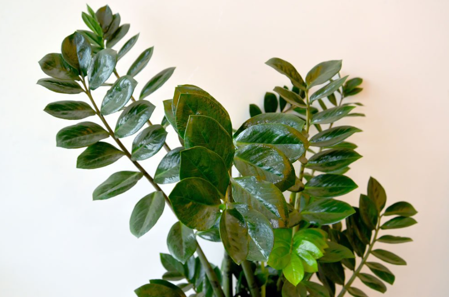 zamioculcas schwarze flecken