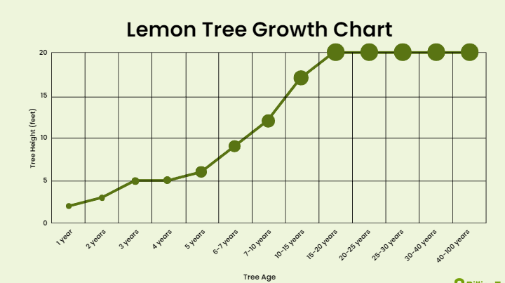 zitronenbaum wachstum pro jahr