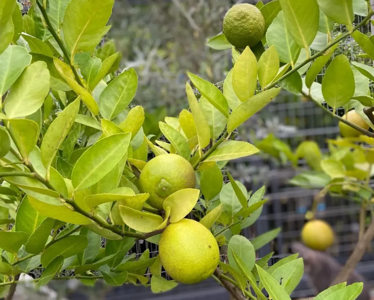 zitronenbaum wassertriebe schneiden