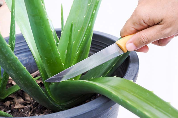 aloe vera ableger