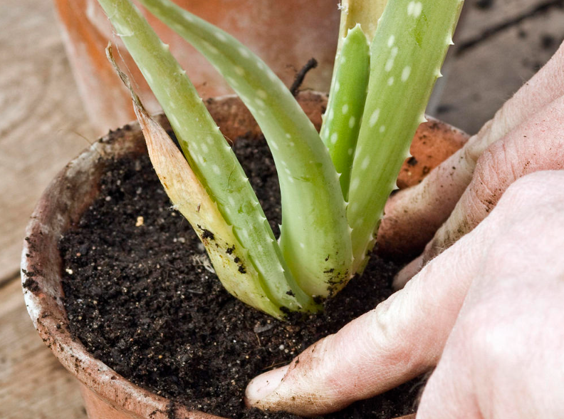 aloe vera zu wenig wasser 1