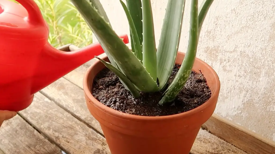 aloe vera zu wenig wasser 2