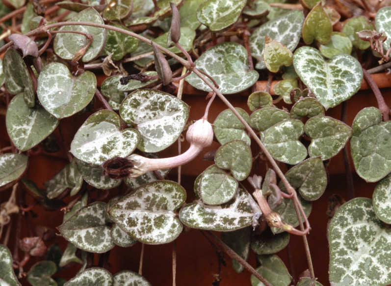 ceropegia woodii pflege 1