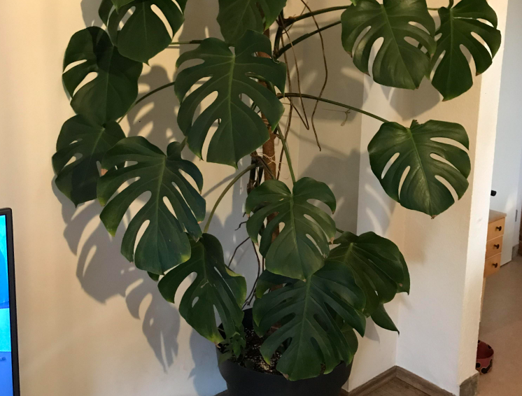 monstera borsigiana 1