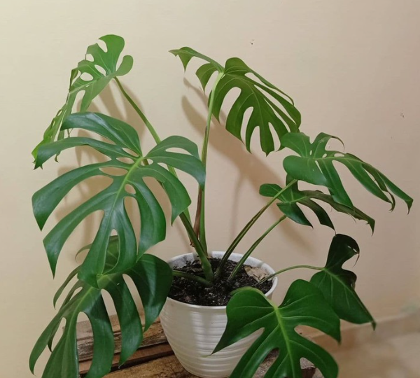 monstera borsigiana 2