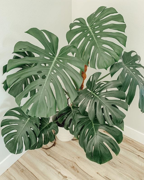 monstera borsigiana