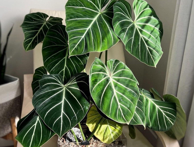 philodendron gloriosum beauty