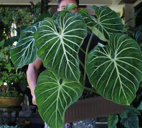 philodendron gloriosum