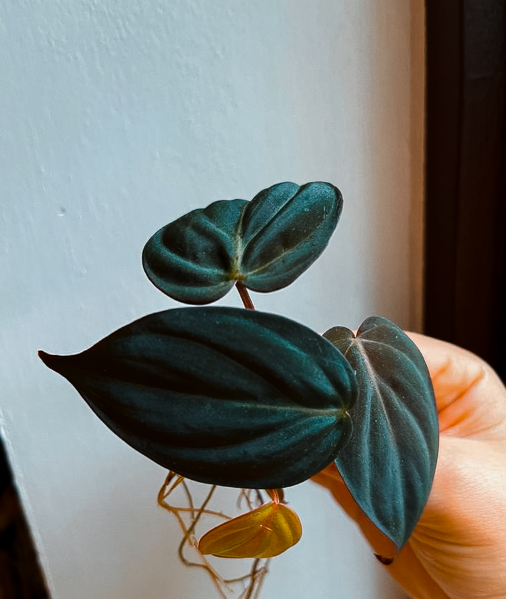 philodendron micans pflege 1