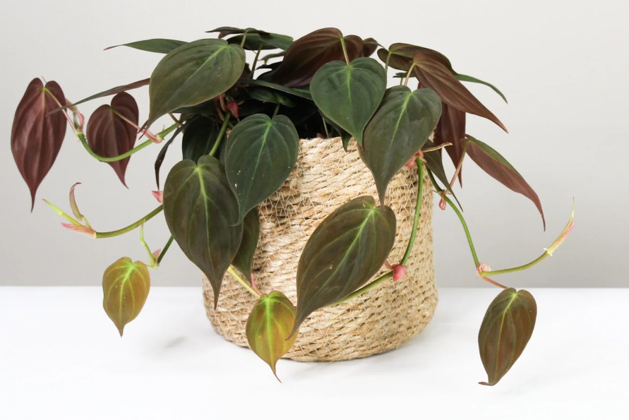 philodendron micans pflege 2