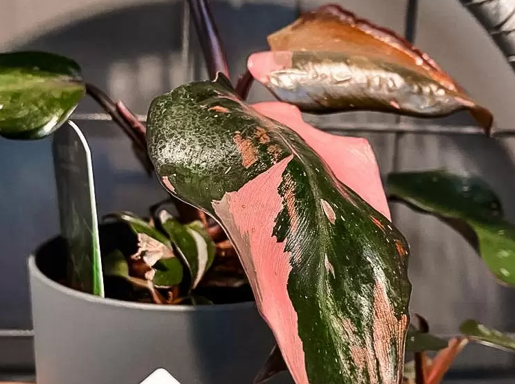 philodendron pink princess pflege 1