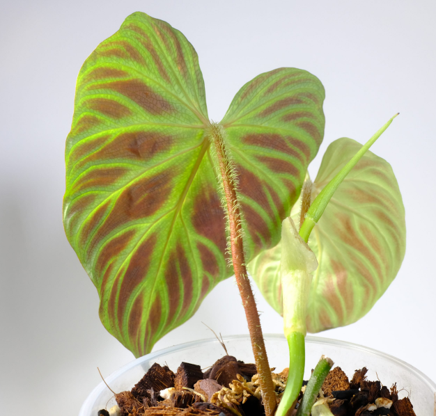 philodendron verrucosum 1