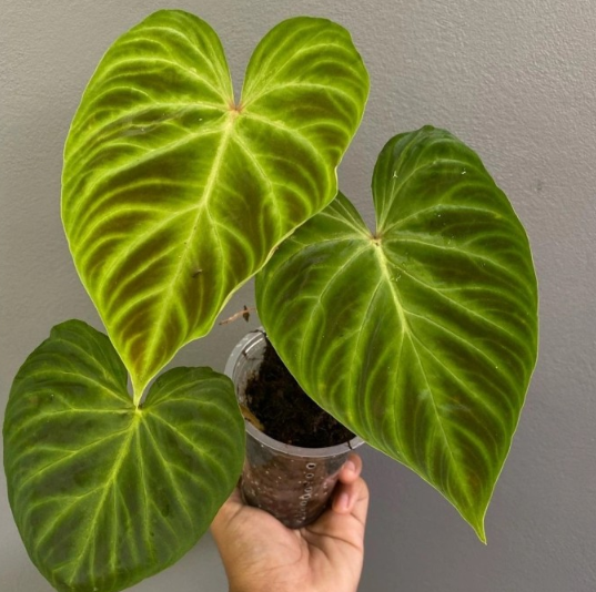 philodendron verrucosum 2