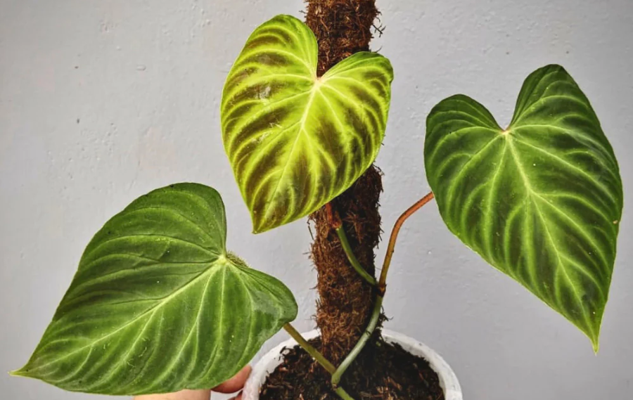 philodendron verrucosum