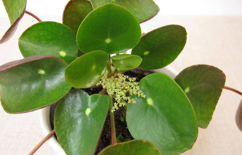 pilea blüten 1