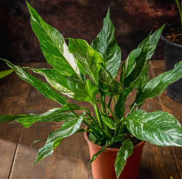 spathiphyllum diamond 1