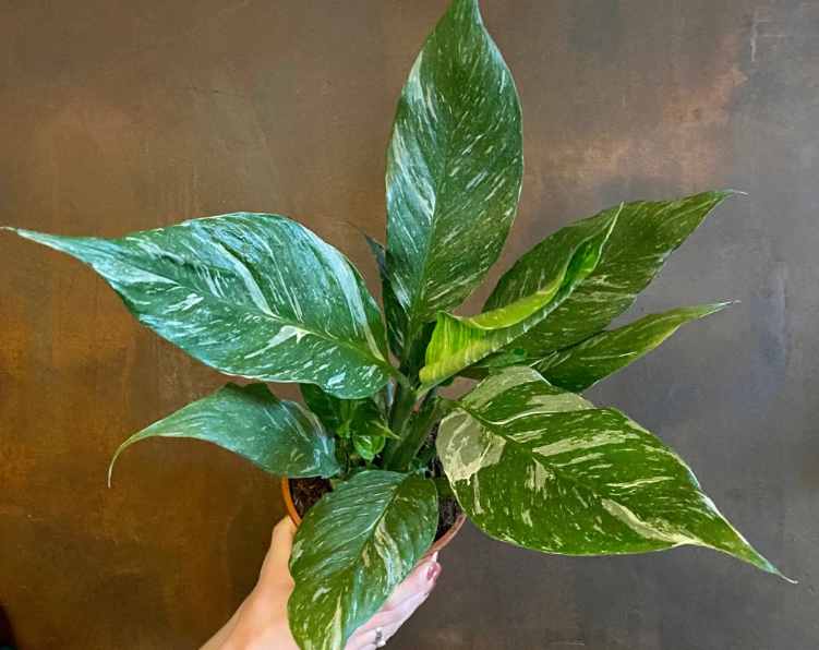 spathiphyllum diamond 2